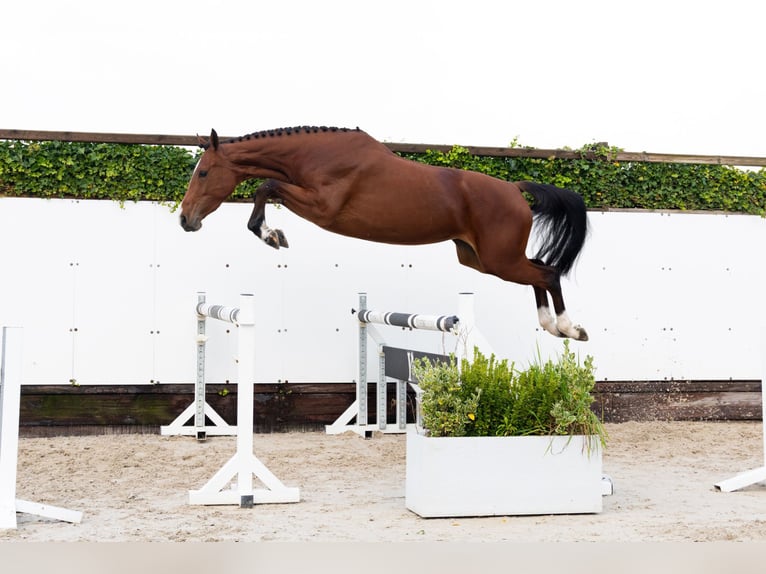 Studbook européen anglo Jument 3 Ans 170 cm Bai in Waddinxveen