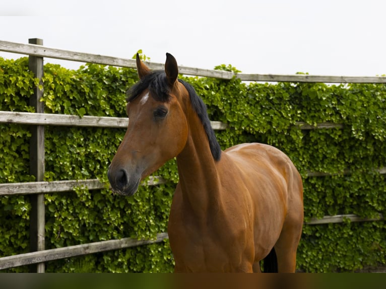 Studbook européen anglo Jument 3 Ans 172 cm Bai in Waddinxveen