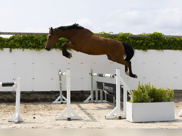 Studbook européen anglo Jument 3 Ans 172 cm Bai in Waddinxveen