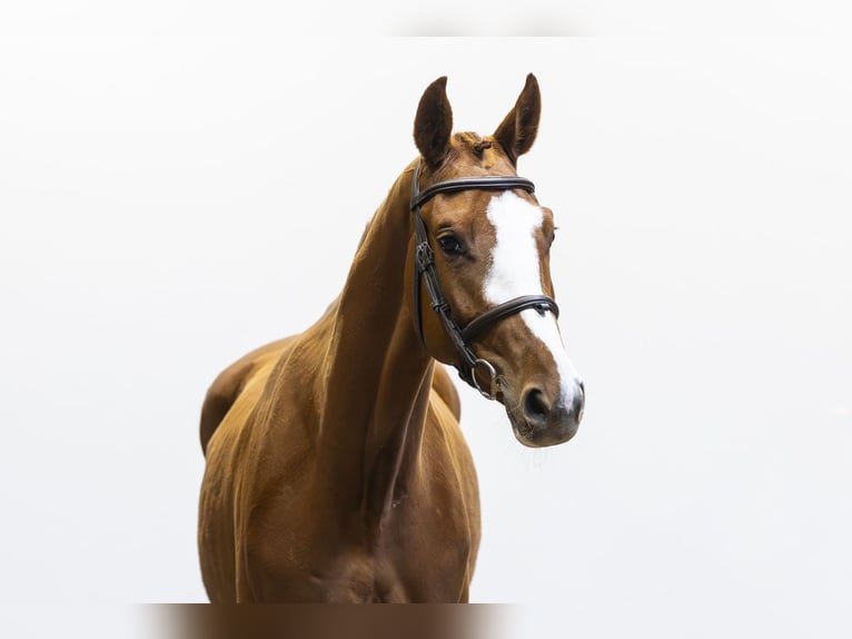 Studbook européen anglo Jument 3 Ans  in Waddinxveen