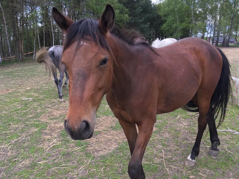 Studbook européen anglo Jument 4 Ans 160 cm Bai in Neuaigen