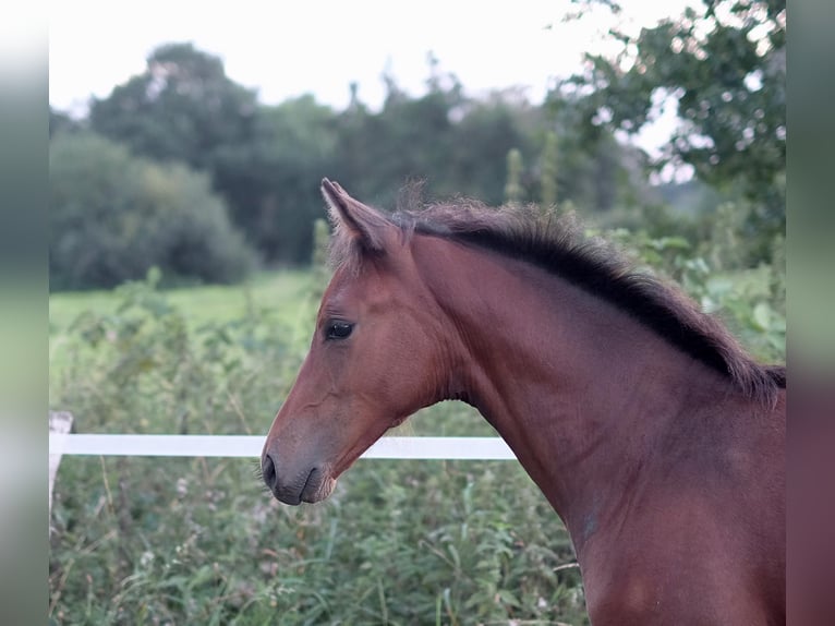 Studbook européen anglo Jument 4 Ans 160 cm Bai in Neuaigen