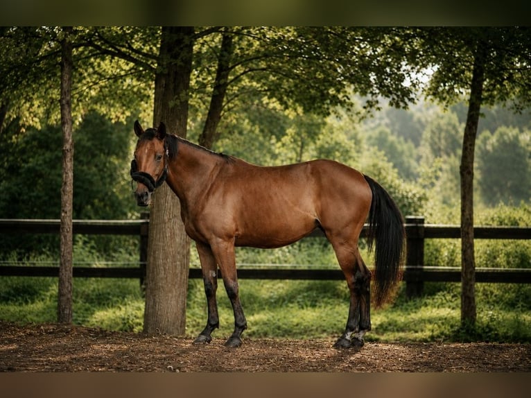 Studbook européen anglo Jument 4 Ans 160 cm Bai in Osobnica