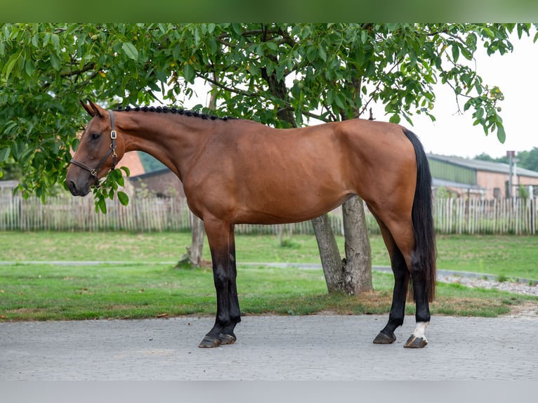 Studbook européen anglo Jument 4 Ans 160 cm Bai in GROTE-BROGEL