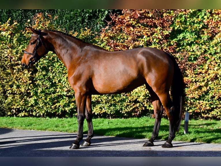 Studbook européen anglo Jument 4 Ans 165 cm Bai in Bladel