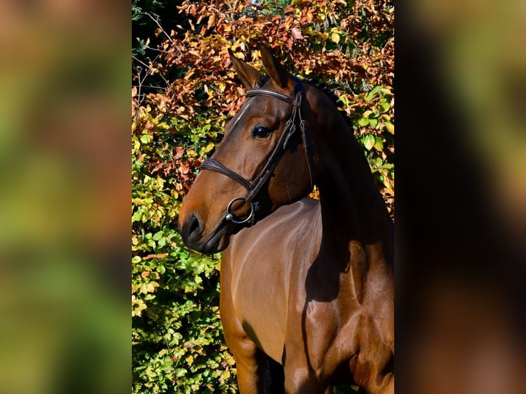 Studbook européen anglo Jument 4 Ans 165 cm Bai in Bladel