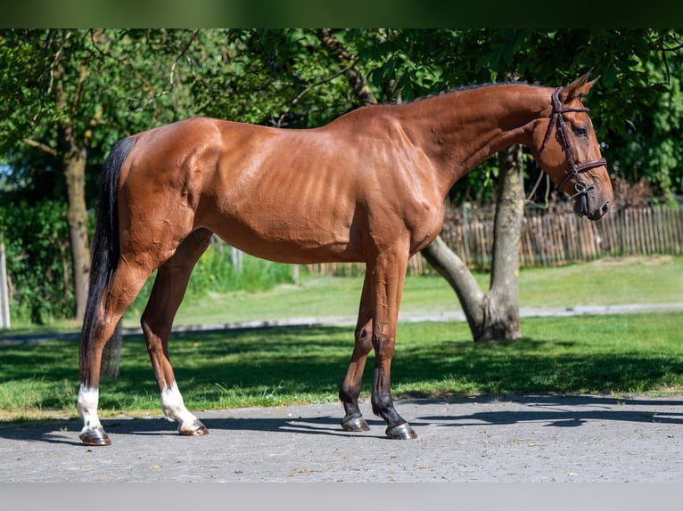 Studbook européen anglo Jument 4 Ans 165 cm Bai in GROTE-BROGEL