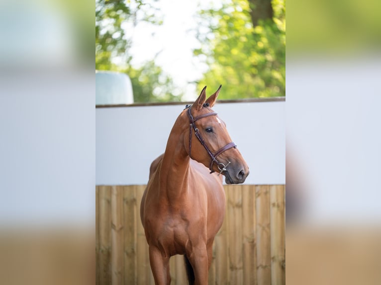 Studbook européen anglo Jument 4 Ans 165 cm Bai in GROTE-BROGEL