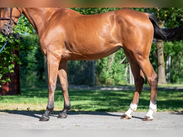 Studbook européen anglo Jument 4 Ans 165 cm Bai in GROTE-BROGEL