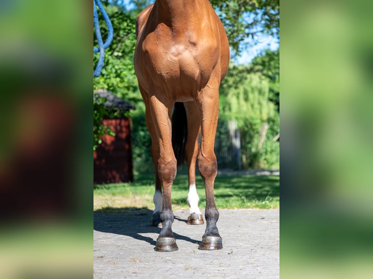 Studbook européen anglo Jument 4 Ans 165 cm Bai in GROTE-BROGEL
