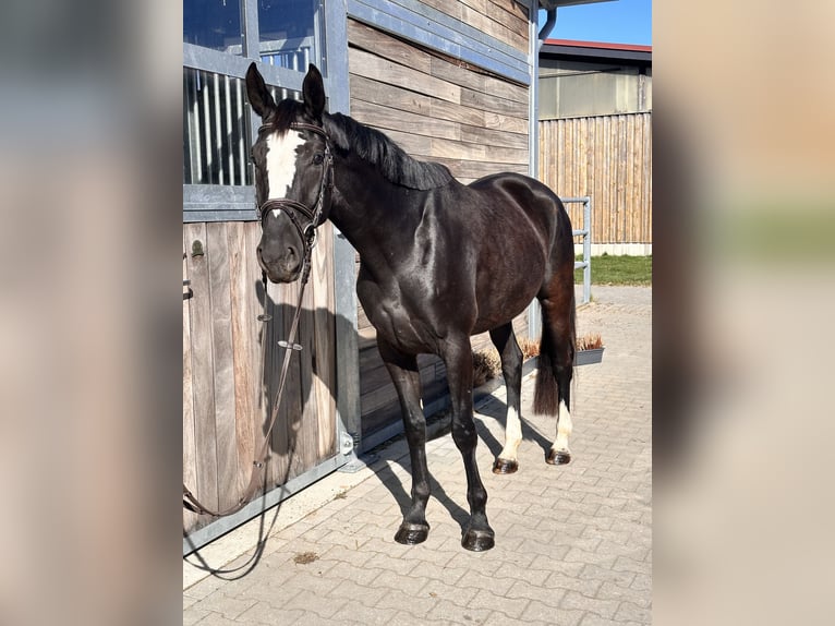 Studbook européen anglo Jument 4 Ans 165 cm Noir in Leipzig