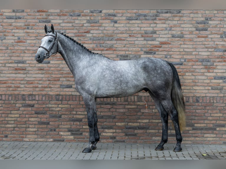 Studbook européen anglo Jument 4 Ans 165 cm Noir in Waddinxveen