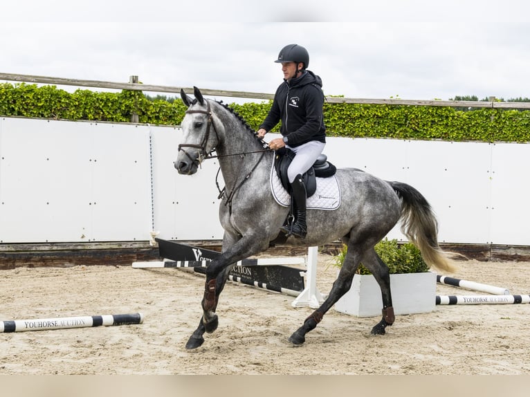 Studbook européen anglo Jument 4 Ans 165 cm Noir in Waddinxveen
