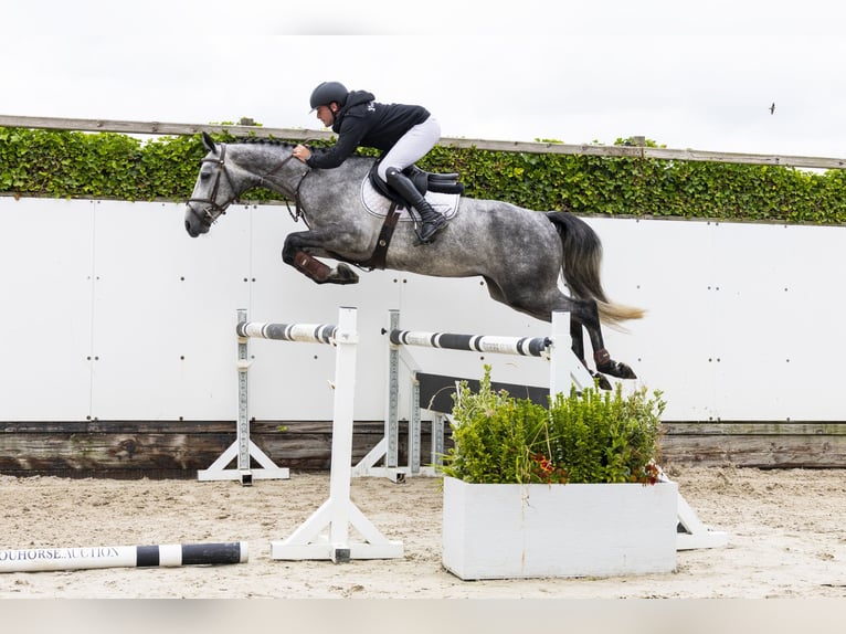Studbook européen anglo Jument 4 Ans 165 cm Noir in Waddinxveen