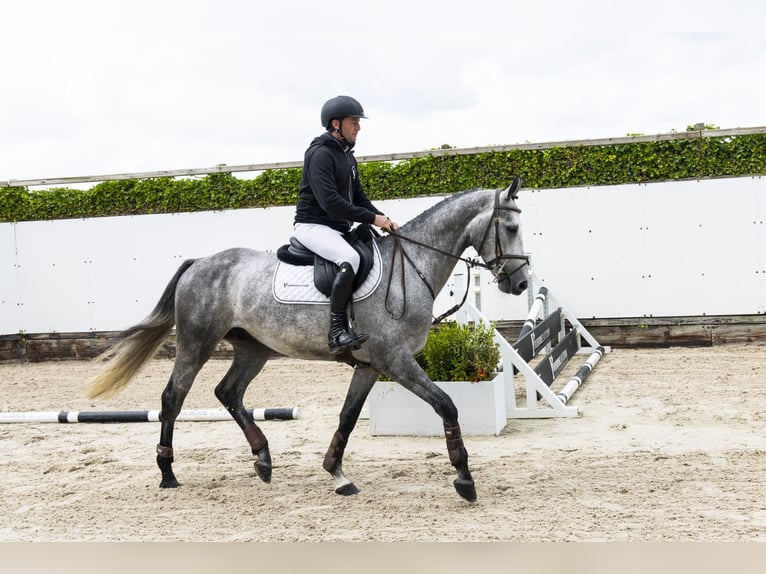 Studbook européen anglo Jument 4 Ans 165 cm Noir in Waddinxveen