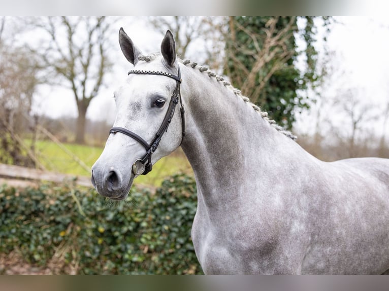 Studbook européen anglo Jument 4 Ans 166 cm  in Heerde