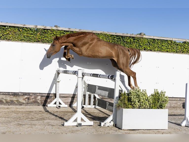 Studbook européen anglo Jument 4 Ans 167 cm Alezan in Waddinxveen