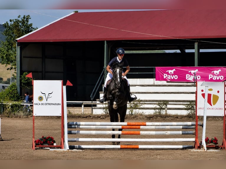 Studbook européen anglo Jument 4 Ans 167 cm Bai brun in Alcorcon