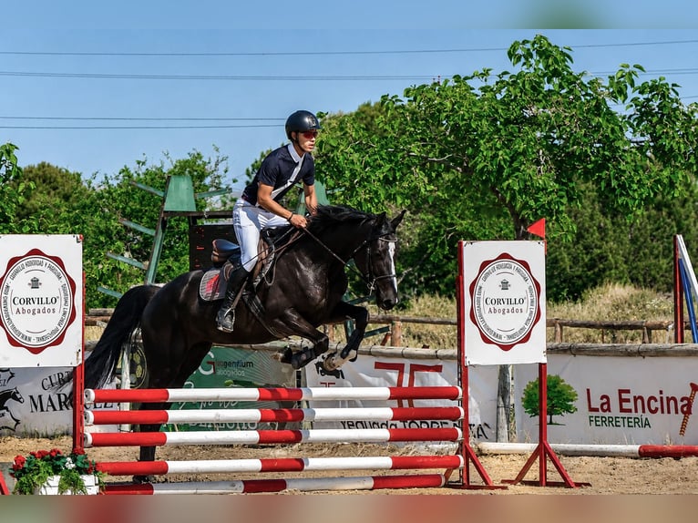Studbook européen anglo Jument 4 Ans 167 cm Bai brun in Alcorcon