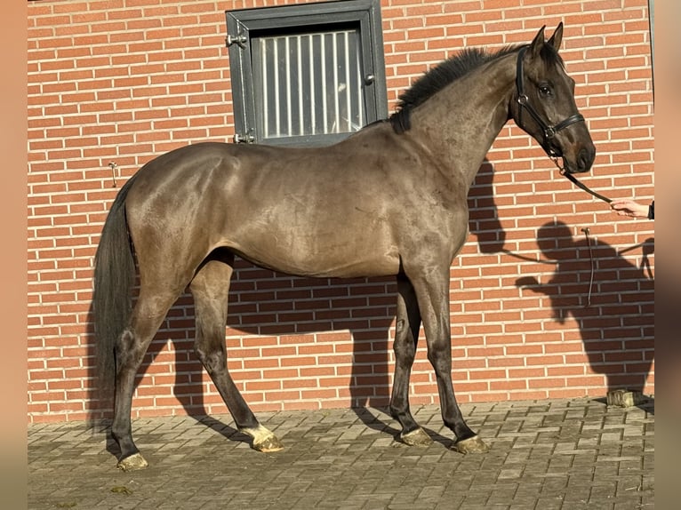 Studbook européen anglo Jument 4 Ans 168 cm Bai brun foncé in Zieuwent