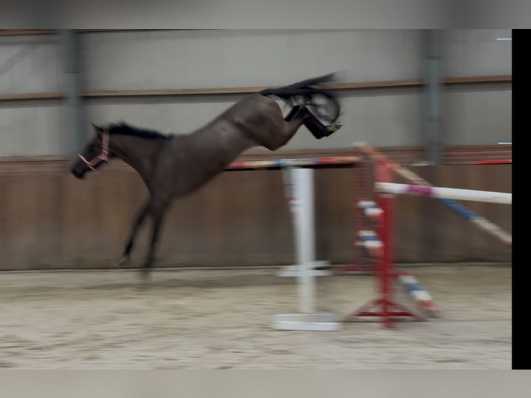 Studbook européen anglo Jument 4 Ans 168 cm Bai brun foncé in Zieuwent