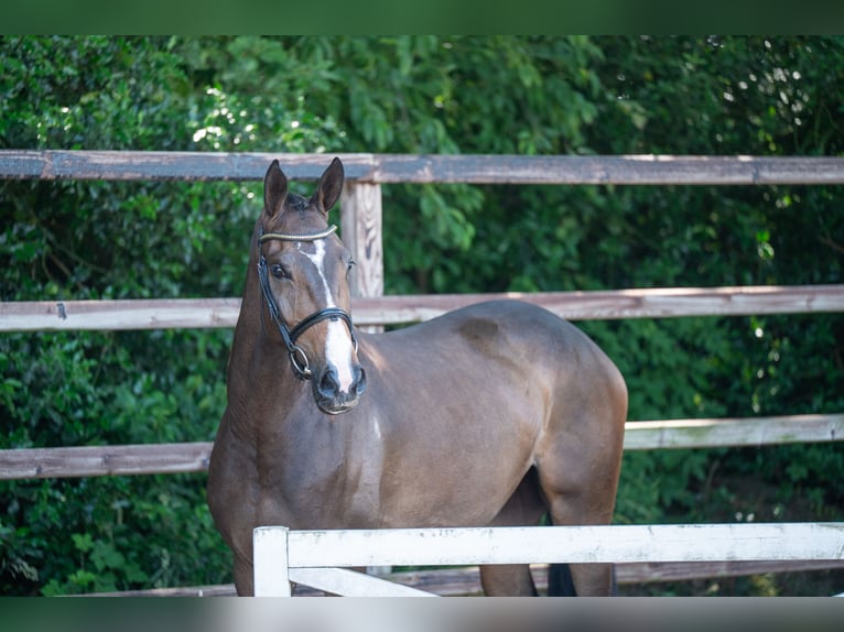 Studbook européen anglo Jument 4 Ans 168 cm Bai in GROTE-BROGEL