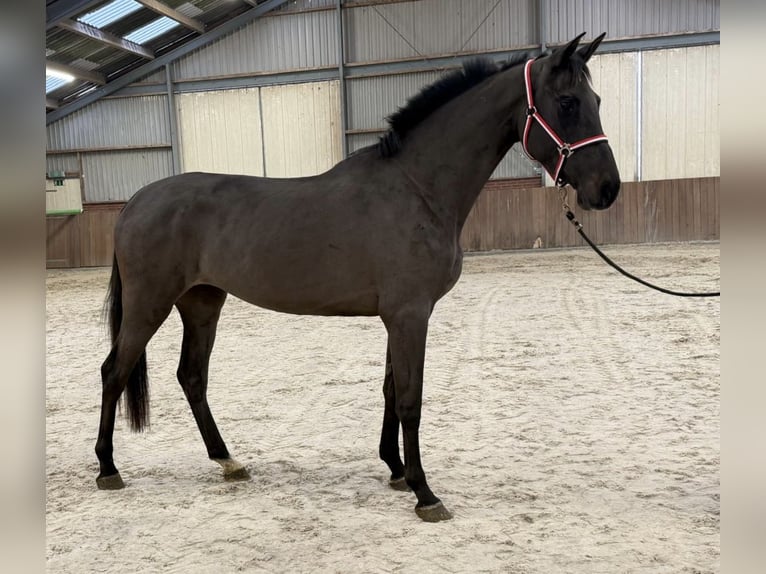 Studbook européen anglo Jument 4 Ans 169 cm Bai brun foncé in Zieuwent