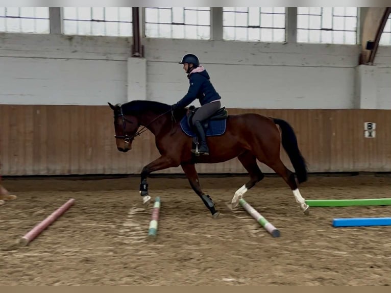 Studbook européen anglo Jument 4 Ans 170 cm Bai in Ko&#x142;obrzeg