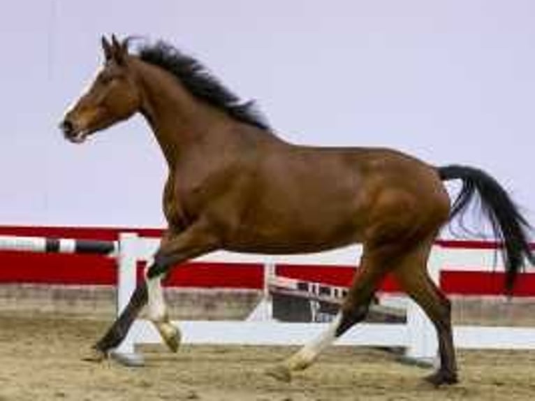 Studbook européen anglo Jument 4 Ans 170 cm Bai in Waddinxveen