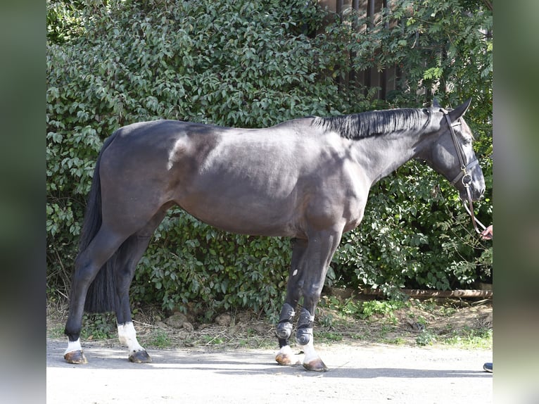 Studbook européen anglo Jument 4 Ans 172 cm Noir in Geilenkirchen