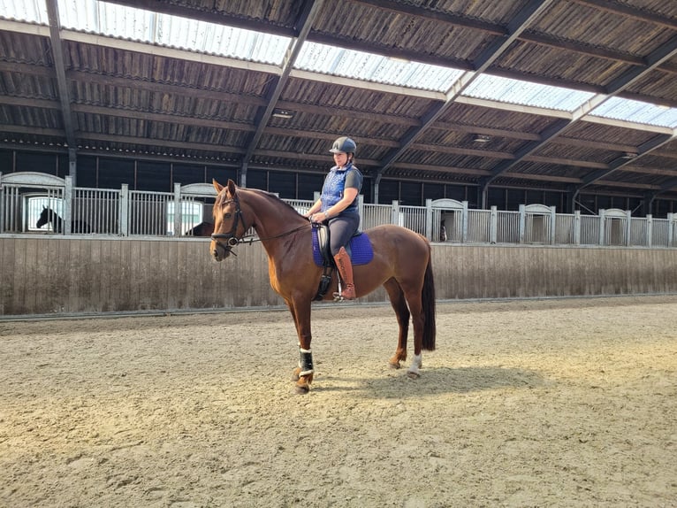 Studbook européen anglo Jument 5 Ans 163 cm Alezan brûlé in Westervoort