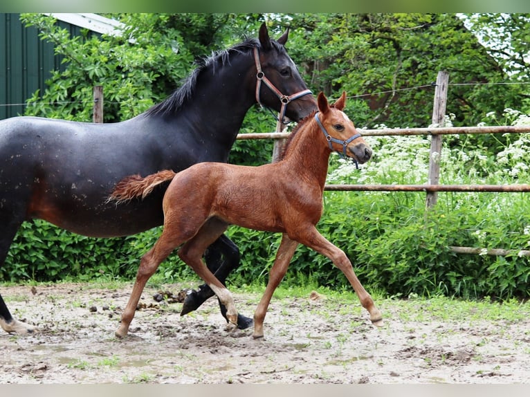 Studbook européen anglo Jument 5 Ans 163 cm Alezan brûlé in Westervoort