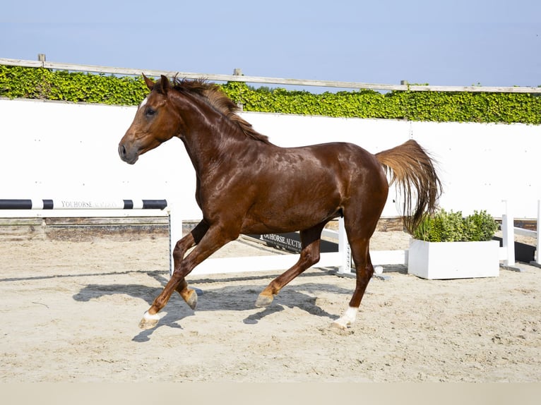Studbook européen anglo Jument 5 Ans 163 cm Alezan in Waddinxveen