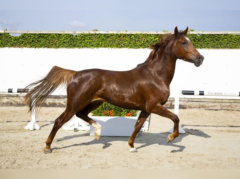 Studbook européen anglo Jument 5 Ans 163 cm Alezan in Waddinxveen