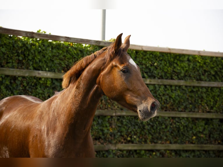 Studbook européen anglo Jument 5 Ans 163 cm Alezan in Waddinxveen