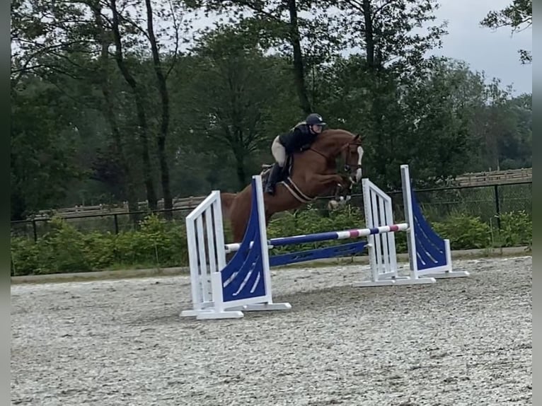 Studbook européen anglo Jument 5 Ans 163 cm Alezan in Ospel