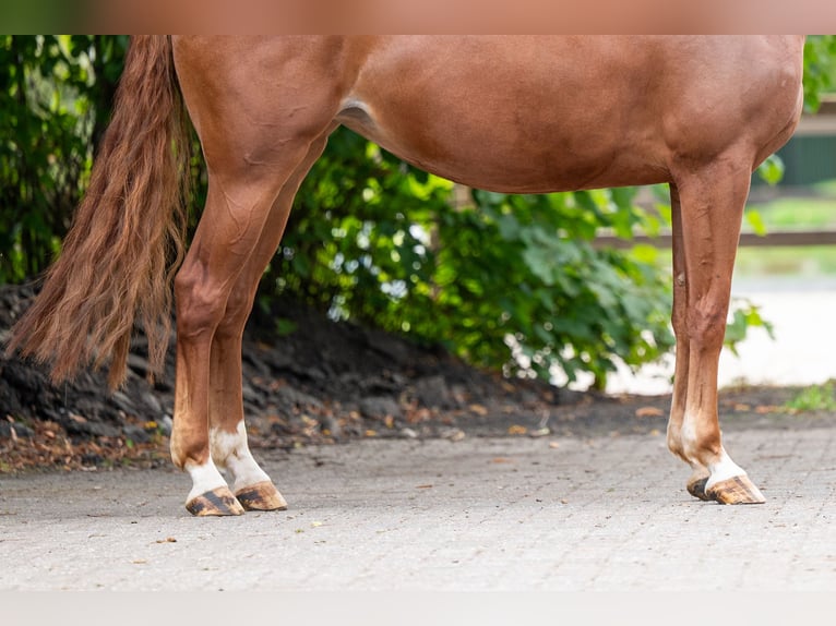 Studbook européen anglo Jument 5 Ans 164 cm Alezan in Kaulille