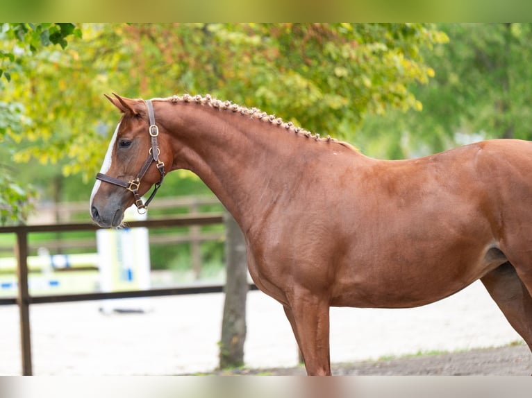Studbook européen anglo Jument 5 Ans 164 cm Alezan in Kaulille
