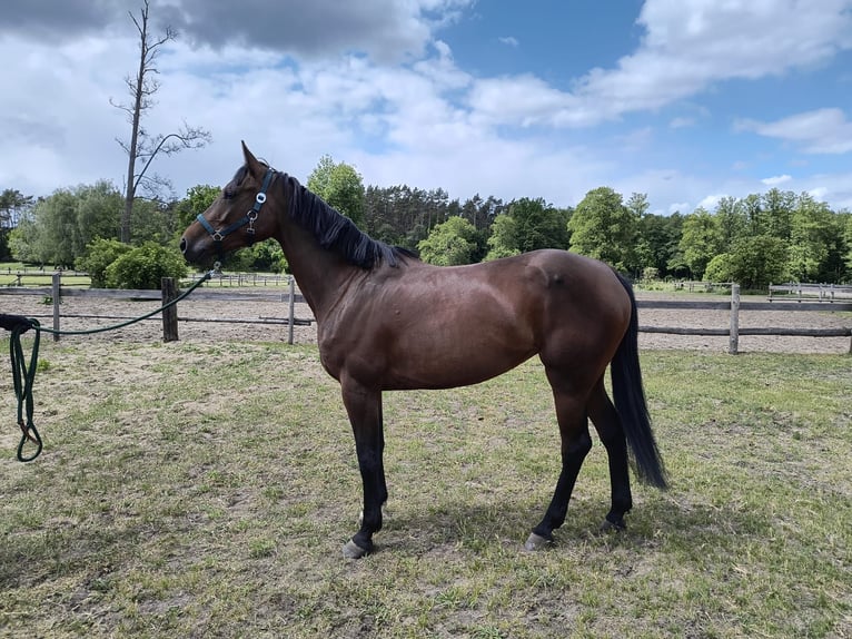 Studbook européen anglo Jument 5 Ans 164 cm Bai in Ostrowo M&#x142;yn