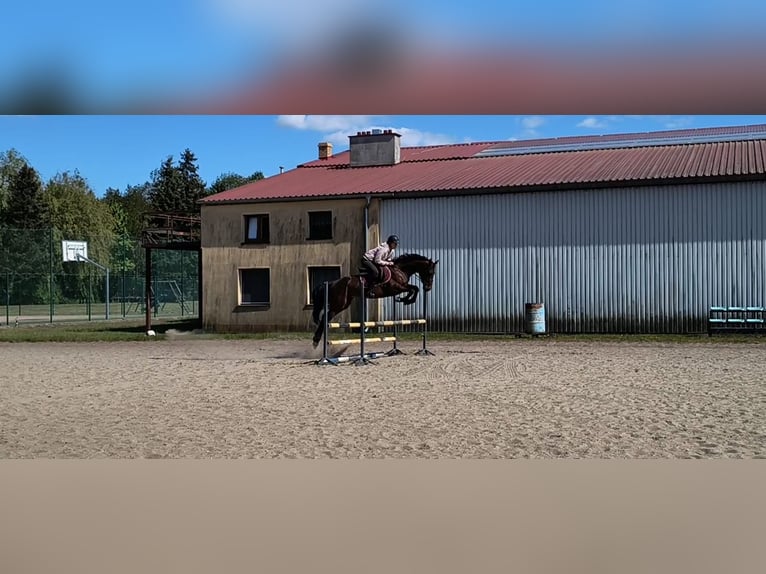 Studbook européen anglo Jument 5 Ans 164 cm Bai in Ostrowo M&#x142;yn