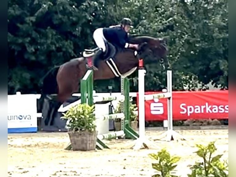Studbook européen anglo Jument 5 Ans 165 cm Bai in Grefrath