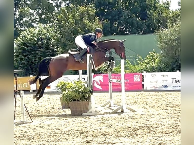 Studbook européen anglo Jument 5 Ans 165 cm Bai in Grefrath