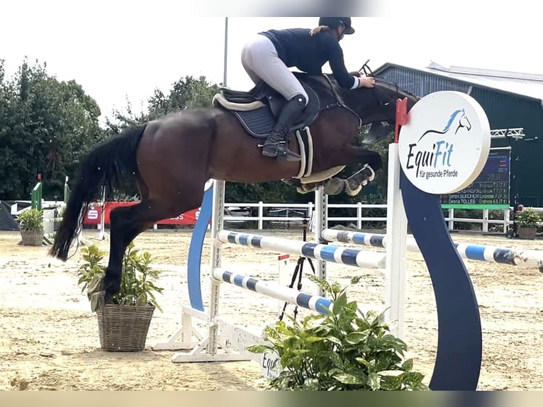 Studbook européen anglo Jument 5 Ans 165 cm Bai in Grefrath