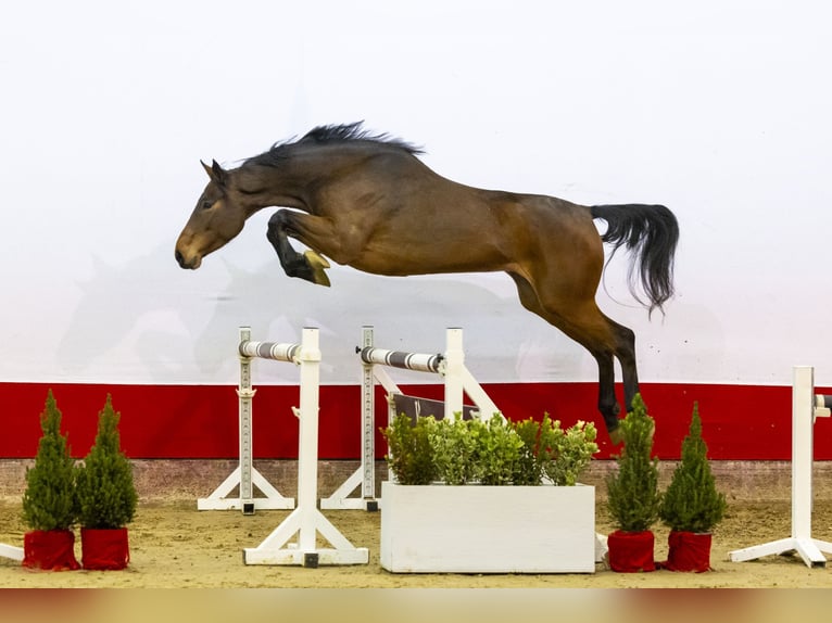 Studbook européen anglo Jument 5 Ans 165 cm Bai in Waddinxveen