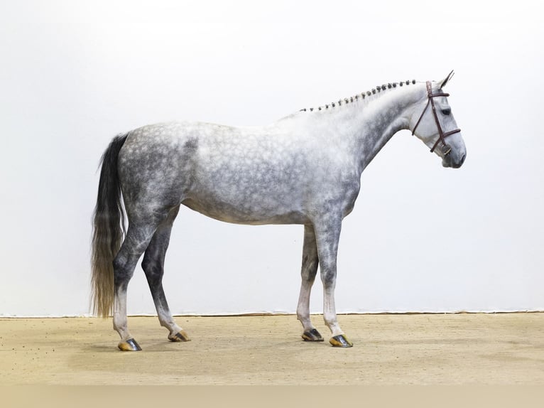 Studbook européen anglo Jument 5 Ans 166 cm Gris in Waddinxveen