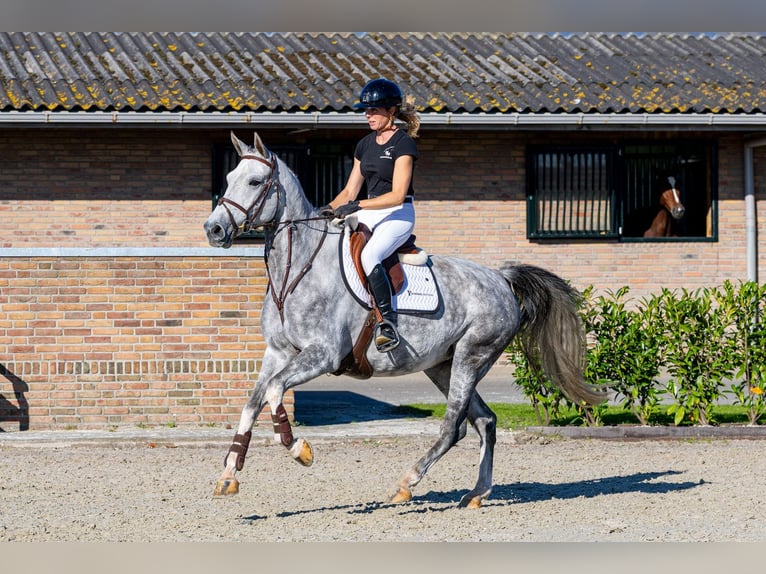 Studbook européen anglo Jument 5 Ans 166 cm Gris in Waddinxveen