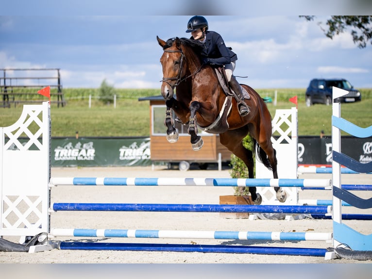 Studbook européen anglo Jument 5 Ans 168 cm Bai in Kobylniki