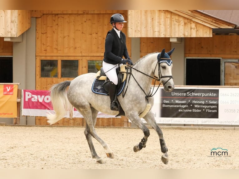 Studbook européen anglo Jument 5 Ans 168 cm Gris in Loiching