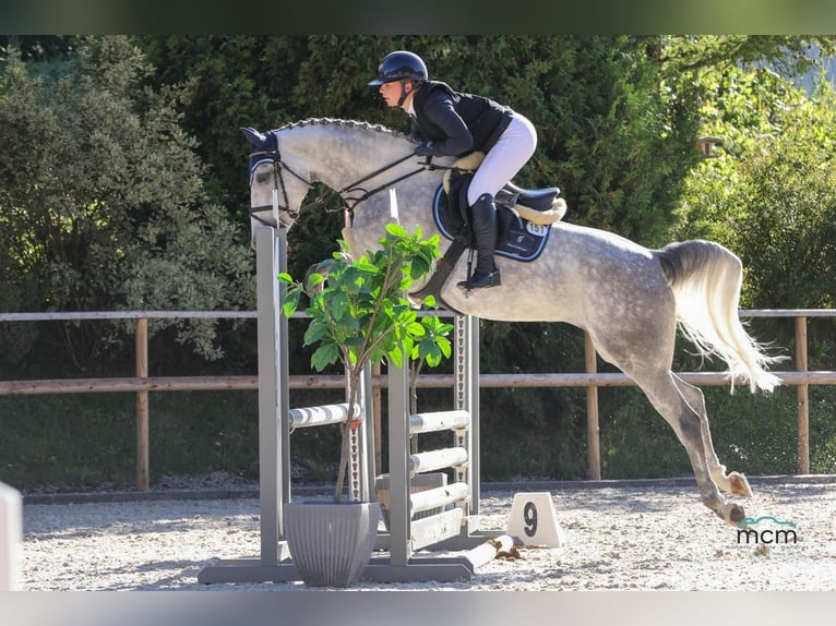 Studbook européen anglo Jument 5 Ans 168 cm Gris in Loiching