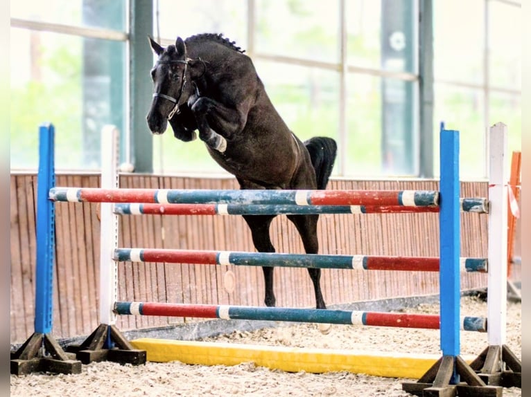 Studbook européen anglo Jument 5 Ans 168 cm Noir in Senovo